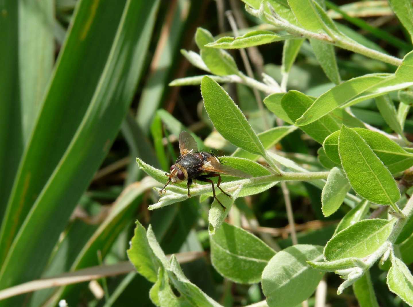 Tachina sp. (Tachinidae)